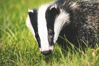 Free badger image, public domain animal CC0 photo. 