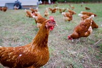 Free chicken image, public domain animal CC0 photo.