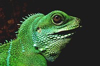 Free Iguana image, public domain reptile CC0 photo.