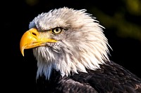 Free white eagle's head image, public domain animal CC0 photo.