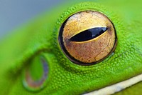 Free green frog closeup image, public domain animal CC0 photo.