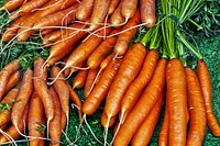 Free carrots top view image, public domain food CC0 photo.