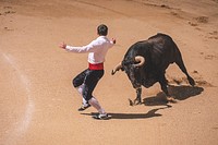 Bullfighting in Madrid image, free public domain animal CC0 photo.