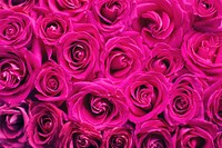 Free pink rose image, public domain flower CC0 photo.