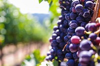 Free purple grape image, public domain fruit CC0 photo.