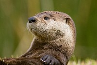 Free otter image, public domain animal CC0 photo.
