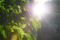 Free green autumn leaves from tree photo, public domain nature CC0 image.