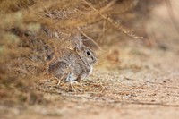 Free wild rabbit image, public domain animal CC0 photo.