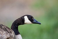 Free goose wildlife nature image, public domain animal CC0 photo.