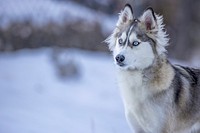 Free siberian husky dog image, public domain animal CC0 photo.