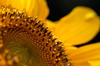 Free sunflower background image, public domain flower CC0 photo.