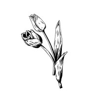 Tulip drawing flower nature vector icon on white background