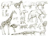 Illustration drawing style of wildlife collection
