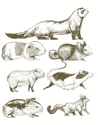 Illustration drawing style of animals collection