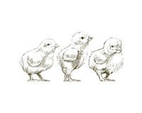 Illustration drawing style of chicken