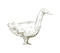 Illustration drawing style of duck