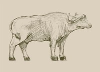 Illustration drawing style of buffalo