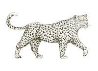 Animals Illustration Vector Art Set