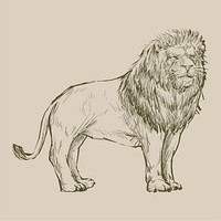 Illustration drawing style of lion