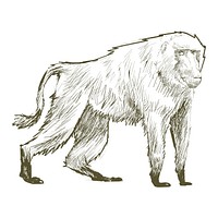 Illustration drawing style of monkey