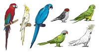 Illustration drawing style of parrot birds collection