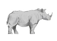 Illustration drawing style of rhino