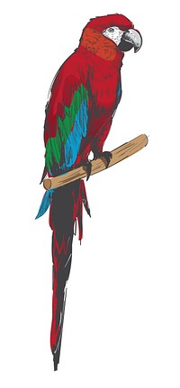 Illustration drawing style of parrot