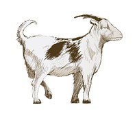 Illustration drawing style of goat