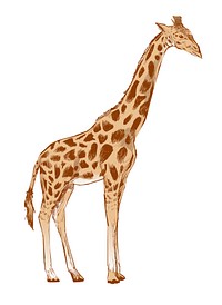 Illustration drawing style of giraffe