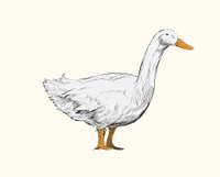 Illustration drawing style of duck
