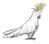 Illustration drawing style of parrot