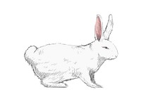 Illustration drawing style of rabbit