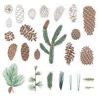 Vector of pinecone collection