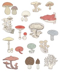 Vector of different kinds of mushrooms