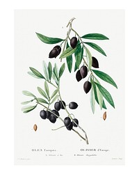 Redoute olive art print. Olive painting (1801–1819) by Pierre-Joseph Redouté. Original from the New York Public Library. Digitally enhanced by rawpixel.