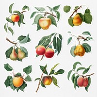 Hand drawn peach and pear sticker with a white border set