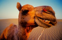 Happy camel in the desert, Rajasthan
