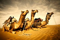 Camels resting in the Thar desert, Rajasthan, India