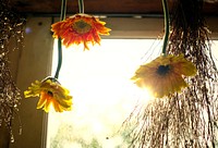 Flowers and twigs hanging in a window