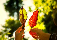 Friends holding up autumn leaves