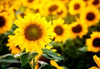 Magical sunflower field in evening sun