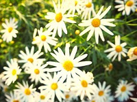 Daisy flowers in a field