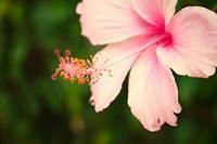 Closeup of a beautiful pink flower