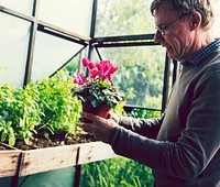 Mature man tending to his flowers