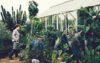 Woman tending to plants in a greenhouse