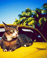 Cat relaxing on an old classic car