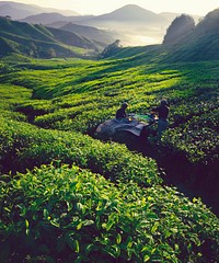 Tea pickers in a field at dawn