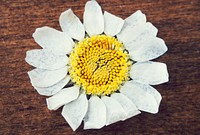 Daisy flower on a wooden surface