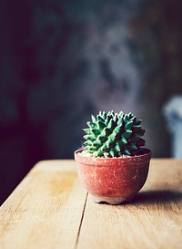 Closeup of cactus in a terra-cotta pot