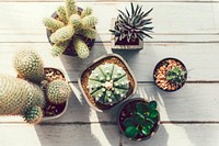Closeup of various small cacti